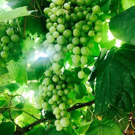 Aloha House Φόρμια