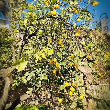 Aloha House Φόρμια